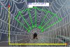 Copy of Spider%20web%20with%20dew.jpg