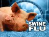 swine flu copy.jpg