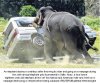 elephant_polo_Good_reasons_why_you_shouldnt_mess_with_nature-s450x376-37731-580.jpg