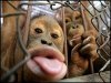 shiyam funny monkey (20).jpg