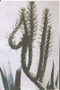 cactustree.jpg