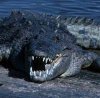 crocodile_amer1.jpg