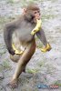 monkey_banana_crazy.jpg