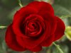 800px-Small_Red_Rose.jpg