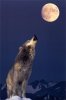 1181468375_Gray-Wolf-Howling-at-Moon-Poster-C10278207.jpg