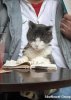 قطة تقلد مالكها بقرائة كتاب عن العلوم الفيزيائية في أحد مقاهي طوكيو.jpg