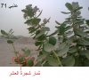 شجرة العشر.jpg