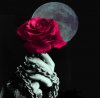 Rose.jpg