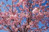 sakura_tree_closeup[1].jpg