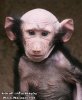 monky_asla4.jpg