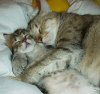 sleeping_cats.jpg