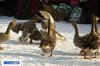 russian_traditional_goose_fighting_02.jpg