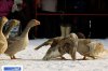 russian_traditional_goose_fighting_03.jpg