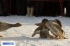 russian_traditional_goose_fighting_04.jpg