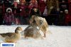 russian_traditional_goose_fighting_05.jpg