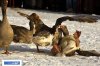 russian_traditional_goose_fighting_06.jpg