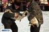 russian_traditional_goose_fighting_08.jpg