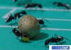 Pics_Ant_Soccer_1.jpg Pics_Ant_Soccer_1.jpg