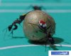 Pics_Ant_Soccer_4.jpg Pics_Ant_Soccer_4.jpg
