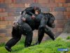 408284-mothers-day-menagerie.jpg