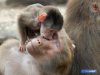 408793-mother-and-baby-animals.jpg