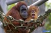 409462-mothers-day-menagerie.jpg