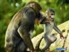 409536-mothers-day-menagerie.jpg