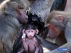 409560-mothers-day-menagerie.jpg