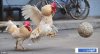 football-roosters3.jpg football-roosters3.jpg
