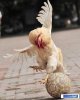 football-roosters4.jpg football-roosters4.jpg