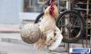 football-roosters.jpg football-roosters.jpg