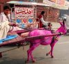 Pink-Ass.jpg
