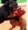 dogfight2.jpg