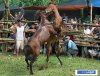 horse_fight1.jpg horse_fight1.jpg