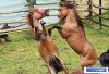 horse_figh2.jpg horse_figh2.jpg