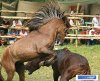 horse_figh3.jpg horse_figh3.jpg