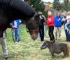 small-horse.jpg