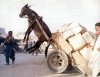 donkey.jpg donkey.jpg