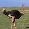 ostrich.jpg ostrich.jpg