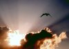 Sky_and_the_Bird.jpg