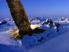 animals424mv0.jpg