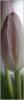 avatar13445_24.jpg