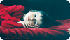 sh5abe6_com-3c384ee114.png