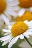 Daisy_by_chavez666.jpg