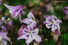 columbine_biedermeier-5.jpg
