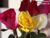 mixedroses09.jpg
