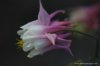 columbine-1.jpg