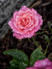 Rainy Rose by Charles Anderson.png
