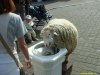 SHEEPATDRINKING.JPG