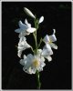 Roses102-sooar_org.jpg